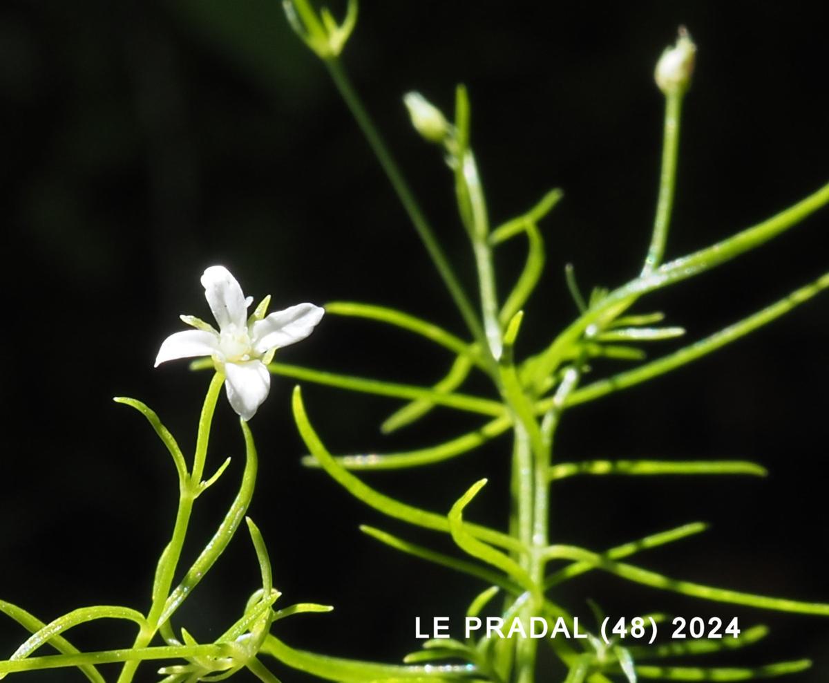 Sandwort, Mossy plant